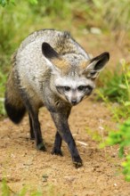 Bat-eared fox (Otocyon megalotis) walking on the ground looking for food, Bavaria, Germany