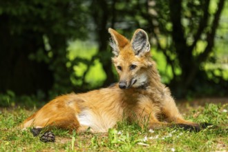 Maned wolf (Chrysocyon brachyurus) lying on the ground, Germany
