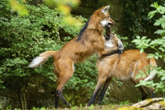Two maned wolves (Chrysocyon brachyurus) playing with each other, arguing, Germany