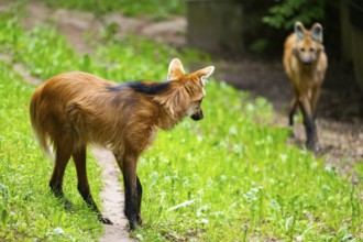 Maned wolf (Chrysocyon brachyurus) walking around, Germany