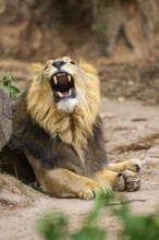 Asiatic lion (Panthera leo persica) male lying on the ground, captive, Germany