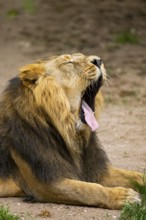 Asiatic lion (Panthera leo persica) yawing, male, portrait, captive, Germany