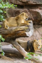 Asiatic lion (Panthera leo persica) female lying on a tree trunk, captive, Germany