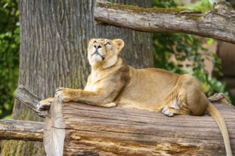 Asiatic lion (Panthera leo persica) female lying on a tree trunk, captive, Germany