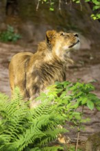 Asiatic lion (Panthera leo persica) male youngster (one year old) standing and looking upside,