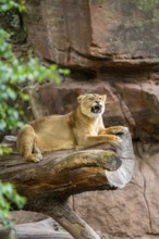 Asiatic lion (Panthera leo persica) female lying on a tree trunk, yawing, portrait, captive,