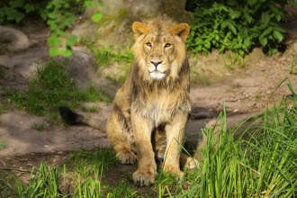 Asiatic lion (Panthera leo persica) male youngster (one year old) sitting on the ground, captive,
