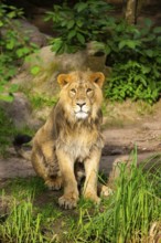 Asiatic lion (Panthera leo persica) male youngster (one year old) sitting on the ground, captive,