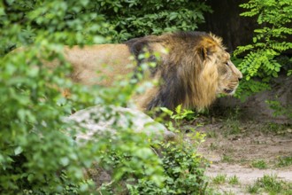 Asiatic lion (Panthera leo persica) male walking around on the ground, captive, Germany