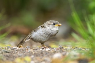 House sparrow (Passer domesticus) youngster sitting on the ground, Bavaria, Germany