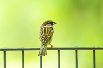 House sparrow (Passer domesticus) sitting on a fence, Bavaria, Germany