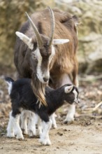 Domestic goat (Capra hircus) youngster on a farm outdoors, Bavaria, Germany