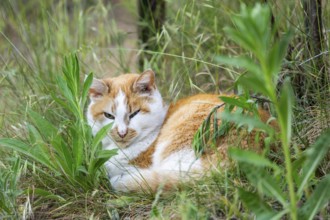 Domestic cat (Felis catus) lying in a meadow, Bavaria, Germany