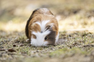 Domestic guinea pig (Cavia porcellus) on a meadow, Bavaria, Germany