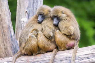 Guinea baboons (Papio papio) sitting in a group and cuddeling each other, captive, Germany