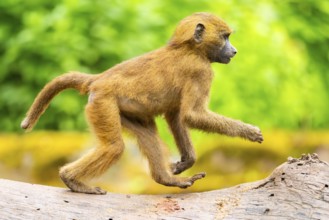 Guinea baboons (Papio papio) youngster, running, monkeys, captive, Germany