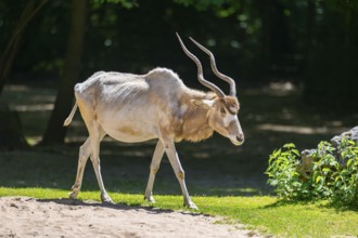 Addax (Addax nasomaculatus) walking on the ground, Bavaria, Germany