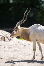 Addax (Addax nasomaculatus) walking on the ground, Bavaria, Germany