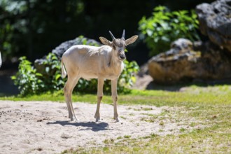 Addax (Addax nasomaculatus) youngster standing on the ground, Bavaria, Germany