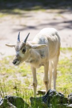 Addax (Addax nasomaculatus) youngster standing on the ground, Bavaria, Germany