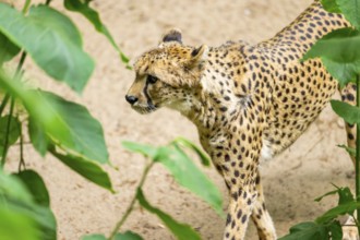 Cheetah (Acinonyx jubatus) walking around on the ground, Germany