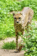 Cheetah (Acinonyx jubatus) walking around on the ground, Germany