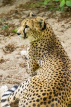 Cheetah (Acinonyx jubatus) lying ion the ground, Germany