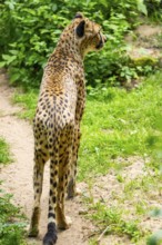 Cheetah (Acinonyx jubatus) standing on the ground, Germany
