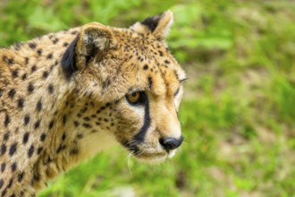 Cheetah (Acinonyx jubatus), portrait, Germany
