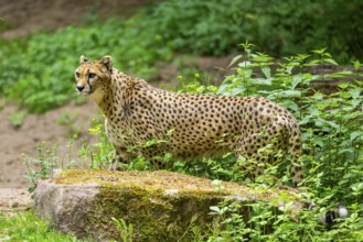 Cheetah (Acinonyx jubatus) standing on the ground, Germany