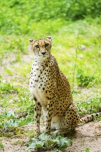 Cheetah (Acinonyx jubatus) sitting on the ground, Germany