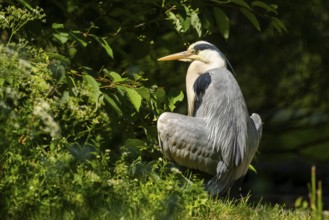 Grey heron (Ardea cinerea) standing on the grass at the shore of a lake, wildlife, Bavaria, Germany