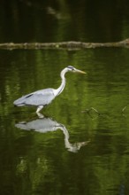Grey heron (Ardea cinerea) standing in the water at the waters edge, Bavaria, Germany