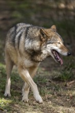 Eurasian wolf (Canis lupus lupus) standing in a forest, Bavaria, Germany