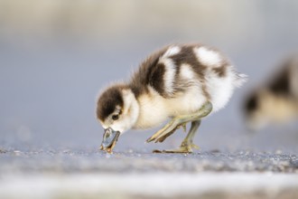 Egyptian goose (Alopochen aegyptiaca) cute chick on a meadow at the shore of a lake, Bavaria,