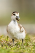 Egyptian goose (Alopochen aegyptiaca) cute chick on a meadow at the shore of a lake, Bavaria,