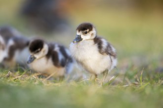 Egyptian goose (Alopochen aegyptiaca) cute chicks on a meadow at the shore of a lake, Bavaria,
