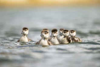 Egyptian goose (Alopochen aegyptiaca) chicks swimming on a lake, Bavaria, Germany