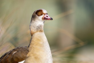 Portrait of an Egyptian goose (Alopochen aegyptiaca) at the shore of a lake, Bavaria, Germany
