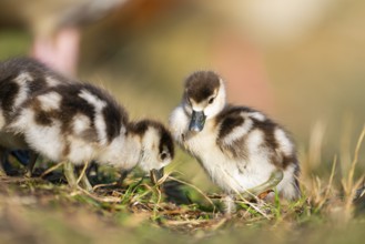 Egyptian goose (Alopochen aegyptiaca) cute chicks on a meadow at the shore of a lake, Bavaria,