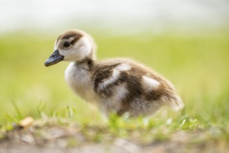 Egyptian goose (Alopochen aegyptiaca) cute chick on a meadow at the shore of a lake, Bavaria,