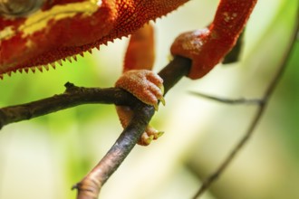 Red Panther chameleon (Furcifer pardalis) in a bush, captive, Bavaria, Germany