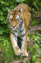 Siberian tiger (Panthera tigris tigris) walking through bushes on a rainy day, captive, Germany