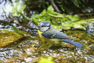 Eurasian blue tit (Cyanistes caeruleus) washing its feathers in the water, Bavaria, Germany