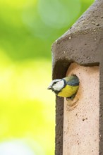 Eurasian blue tit (Cyanistes caeruleus) coming out of a bird house, Bavaria, Germany