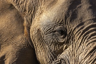 Elephant (Loxodonta africana), the desert adapted elephants, subspecies referred to as Loxodonta