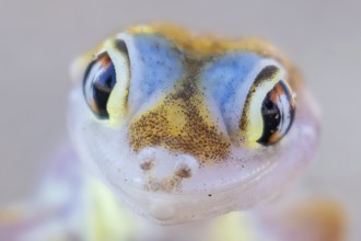 Palmatogecko (Pachydactylus rangei), portrait, Namib desert, Namibia