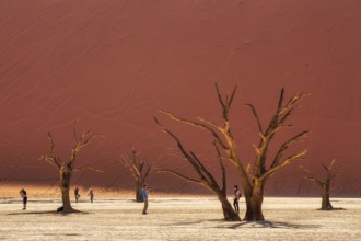 Tourists photograph and admire the blackened camel thorn trees (Vachellia erioloba) and sparse