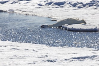 Funny, Polar bear (Ursus maritimus) diving into the Arctic waters, western Svalbard, Norway
