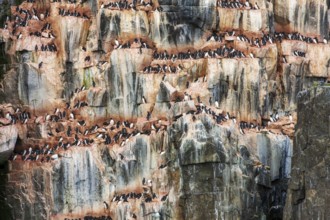Brünnich's Guillemots (Uria lomvia) nesting on the bird cliffs at Alkefjellet, Hinlopen Strait,